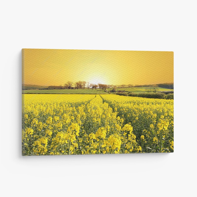 Quadro su tela tramonto dorato sul campo di colza