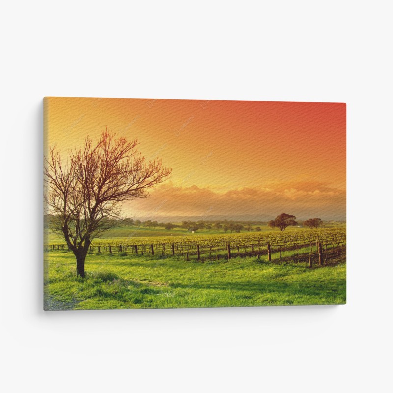 Quadro su tela alba dorata sul vigneto