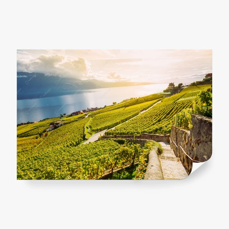 Carta da parati vigneti dorati sul lago al tramonto