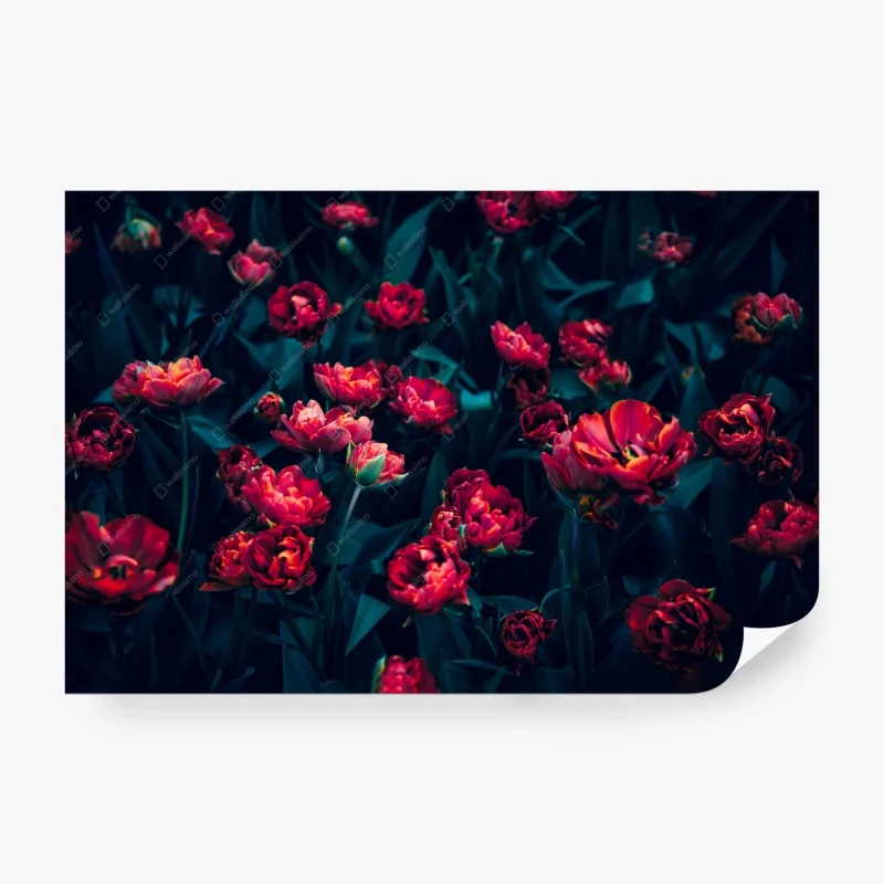 Carta da parati tulipani rossi al crepuscolo