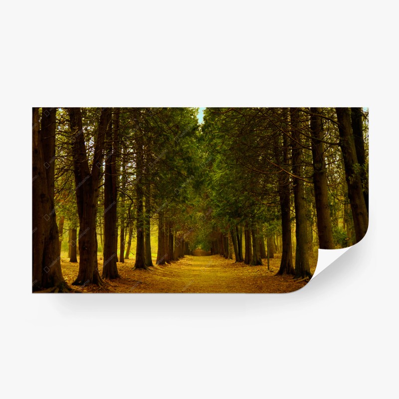 Carta da parati viale dorato nel bosco