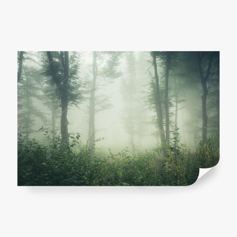 Carta da parati silenzio nella foresta nebbiosa