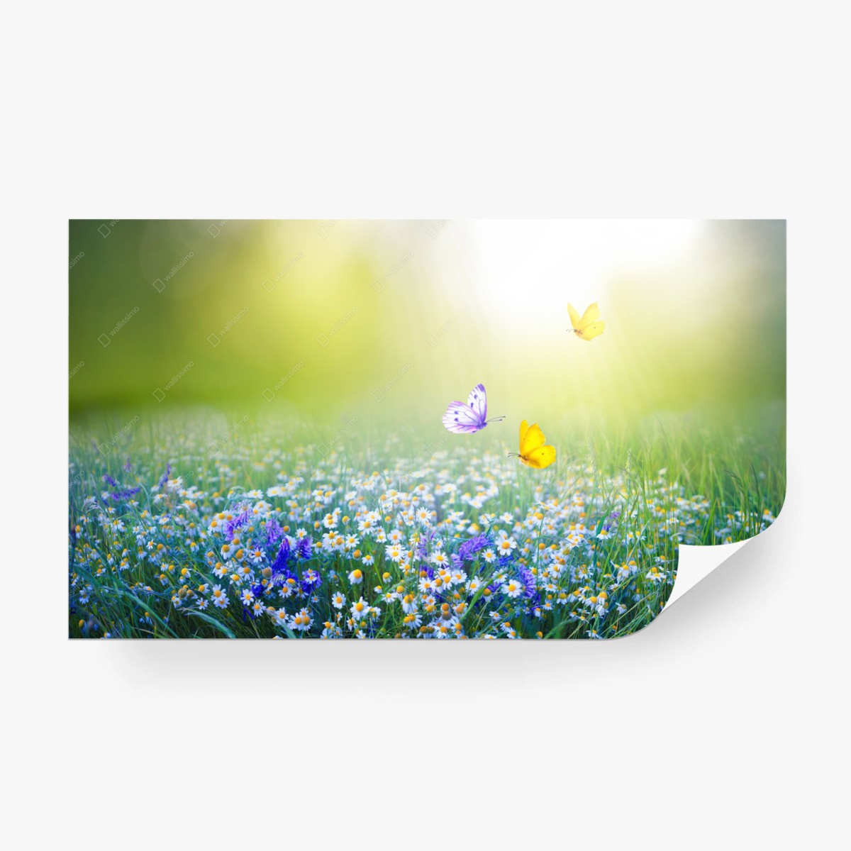 Carta da parati soleggiato prato fiorito con farfalle • Wallissimo® Carta da parati soleggiato prato fiorito con farfalle • Wallissimo®