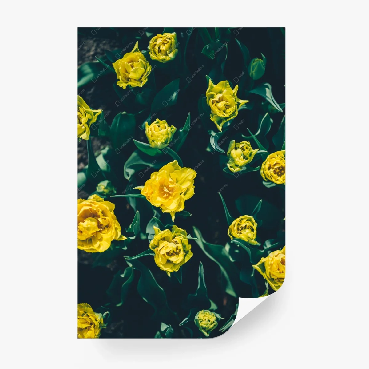 Carta da parati tulipani gialli su sfondo verde scuro • Wallissimo® Carta da parati tulipani gialli su sfondo verde scuro • Wallissimo®