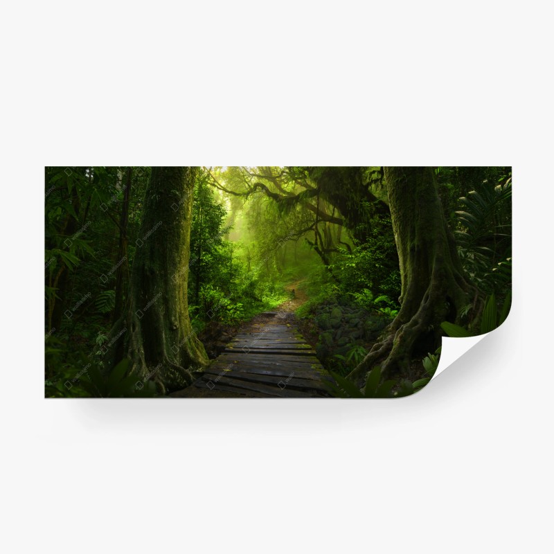 Carta da parati sentiero nella foresta incantata