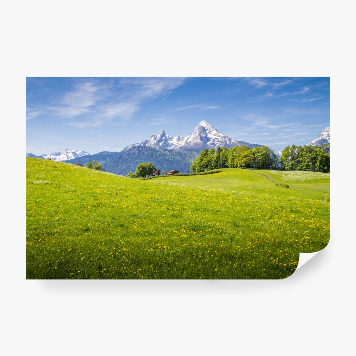 Carta da parati panorama primaverile delle Alpi con prati fioriti • Wallissimo®