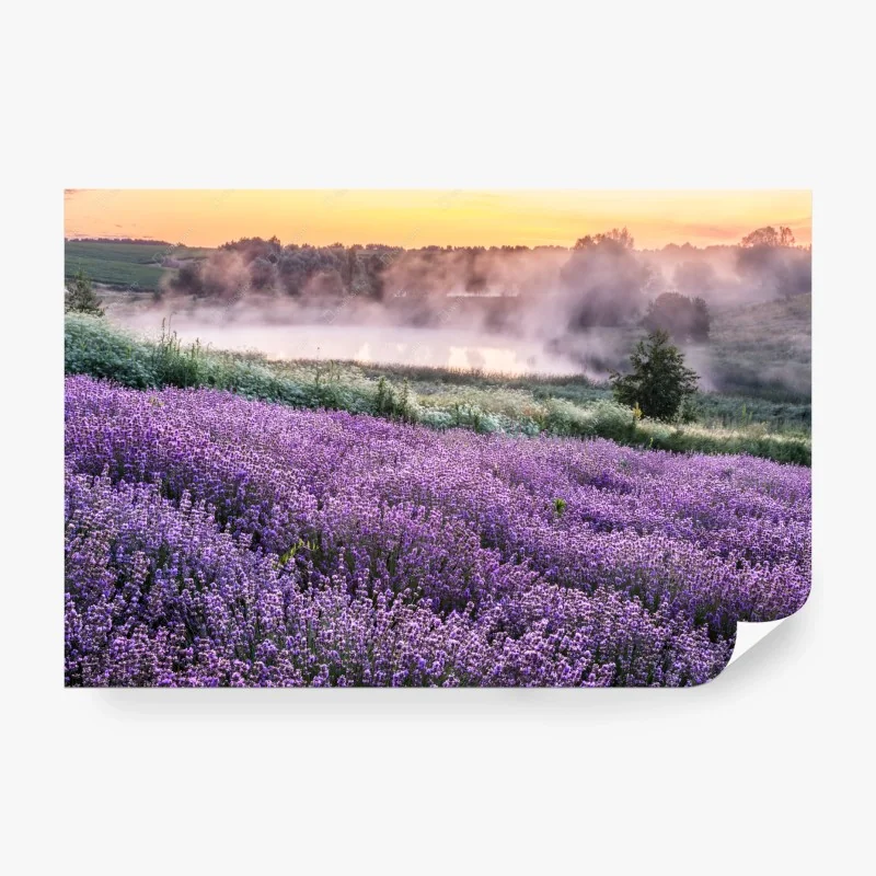 Carta da parati campo di lavanda all'alba con nebbia