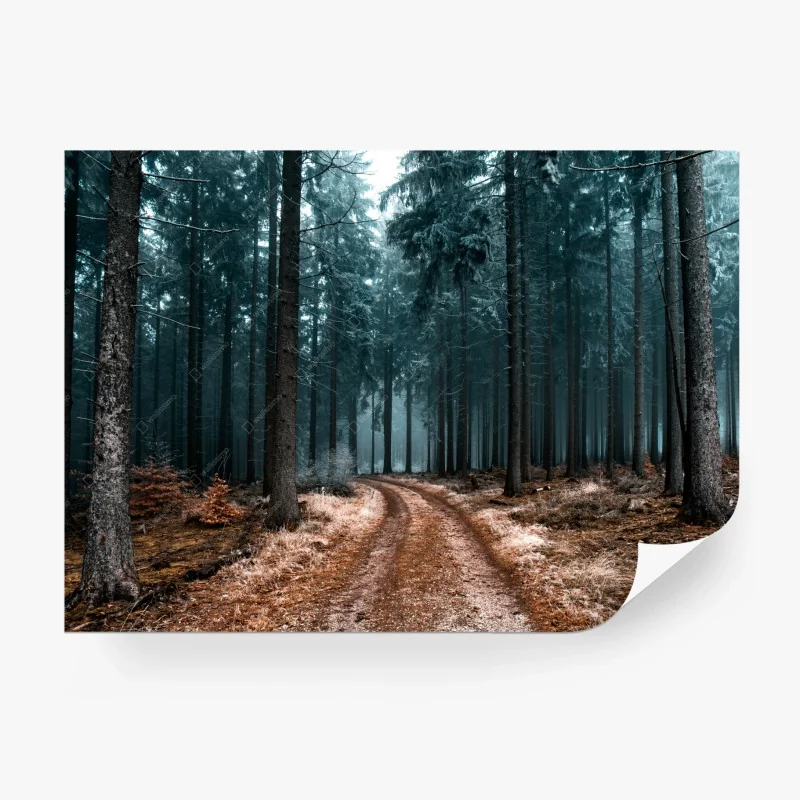 Carta da parati sentiero tra i pini nella nebbia