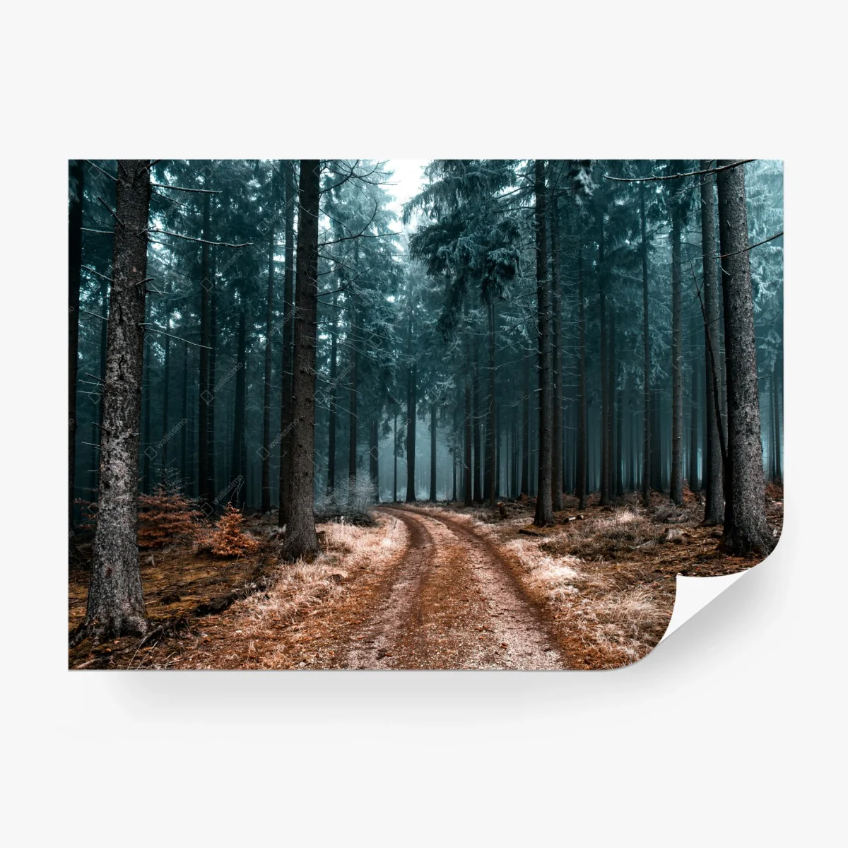 Carta da parati sentiero tra i pini nella nebbia • Wallissimo®