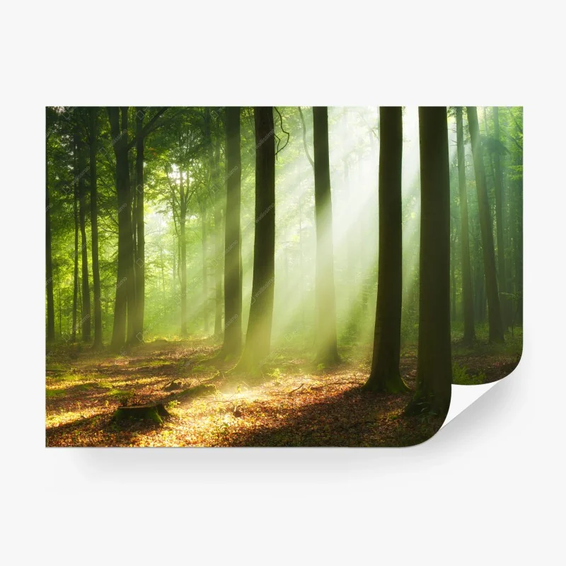 Carta da parati mattina luminosa nella foresta