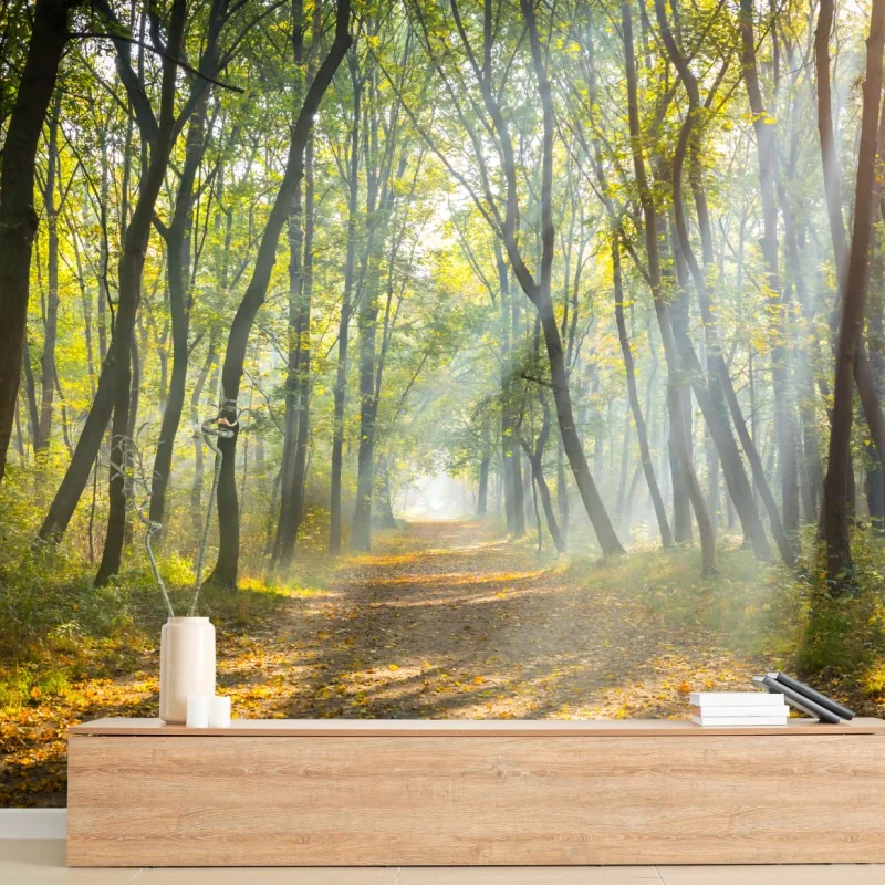 Carta da parati sentiero nella foresta al mattino