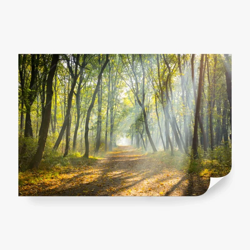 Carta da parati sentiero nella foresta al mattino