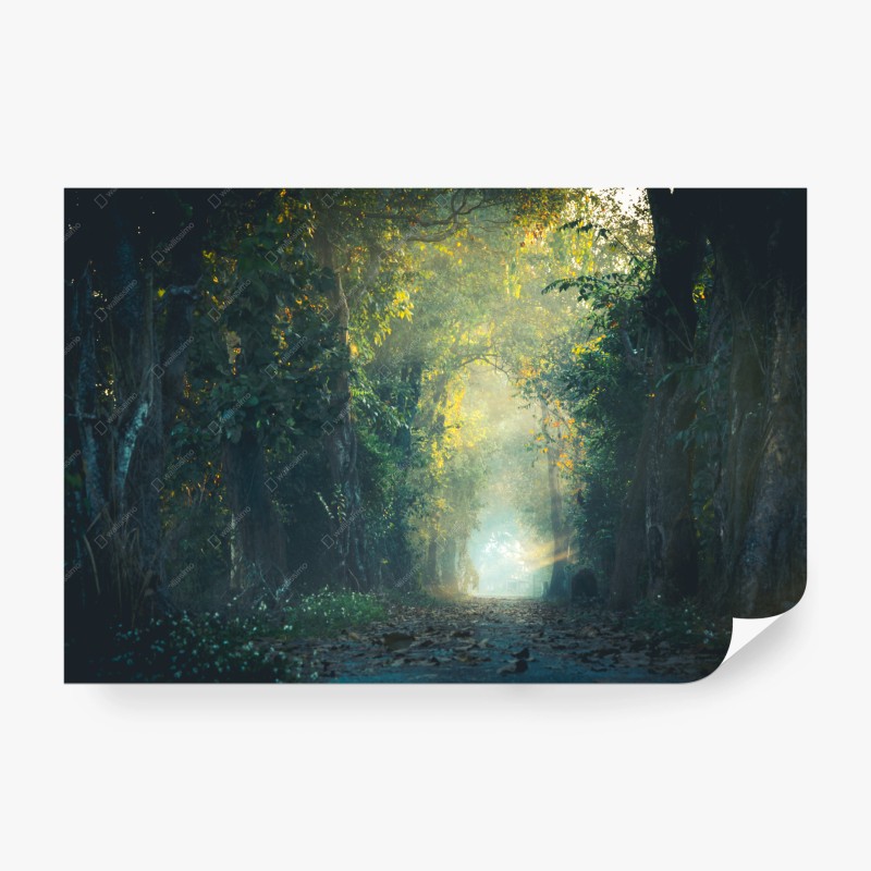 Carta da parati sentiero incantato nella foresta