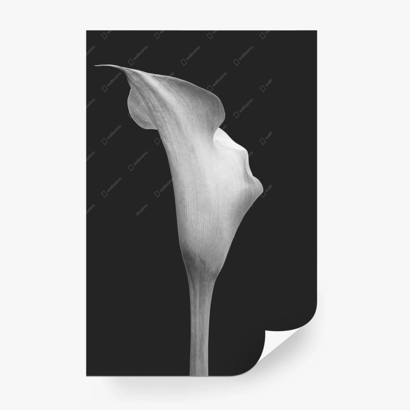 Carta da parati calla elegante su sfondo scuro