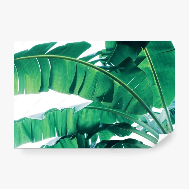 Carta da parati foglie tropicali verdi