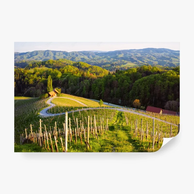 Carta da parati vigneto tra le colline al tramonto