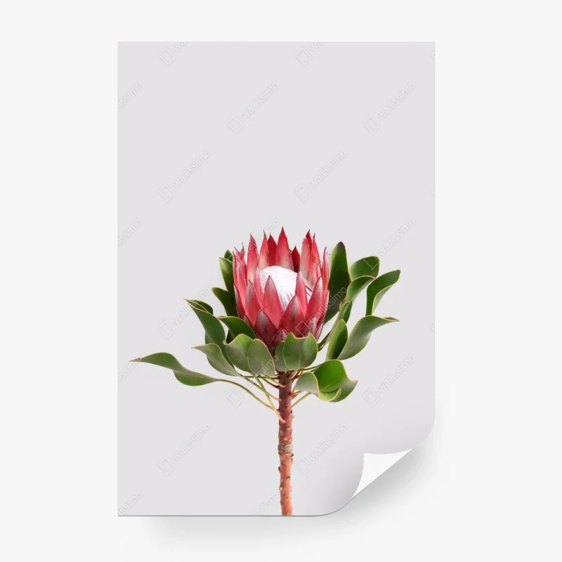 Carta da parati protea regale su sfondo minimalista