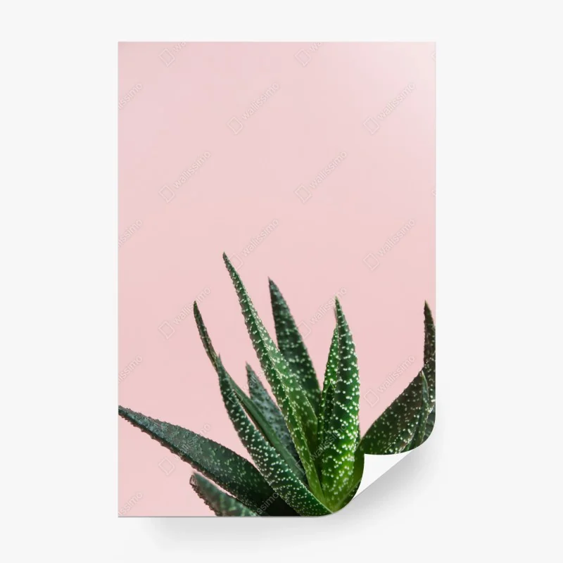 Carta da parati aloe su sfondo rosa minimalista