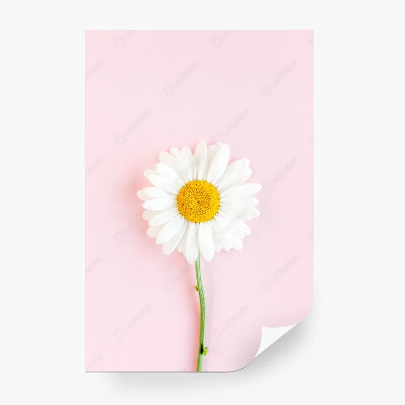 Carta da parati margherita su sfondo rosa pastello