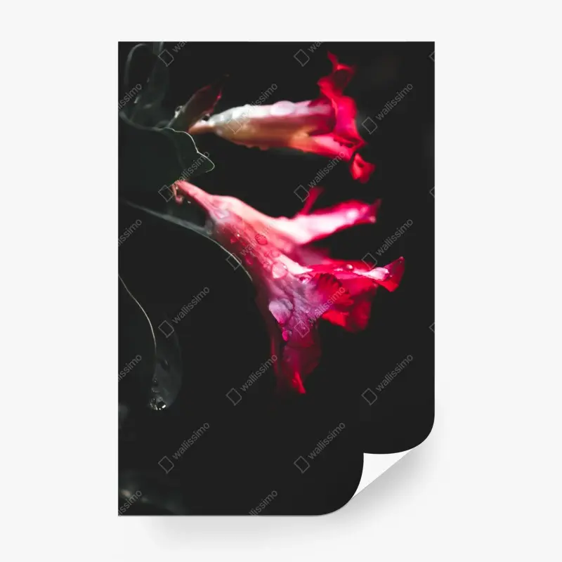Carta da parati eleganza floreale su fondo scuro