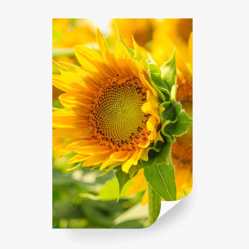 Carta da parati girasole in primo piano dal colore solare