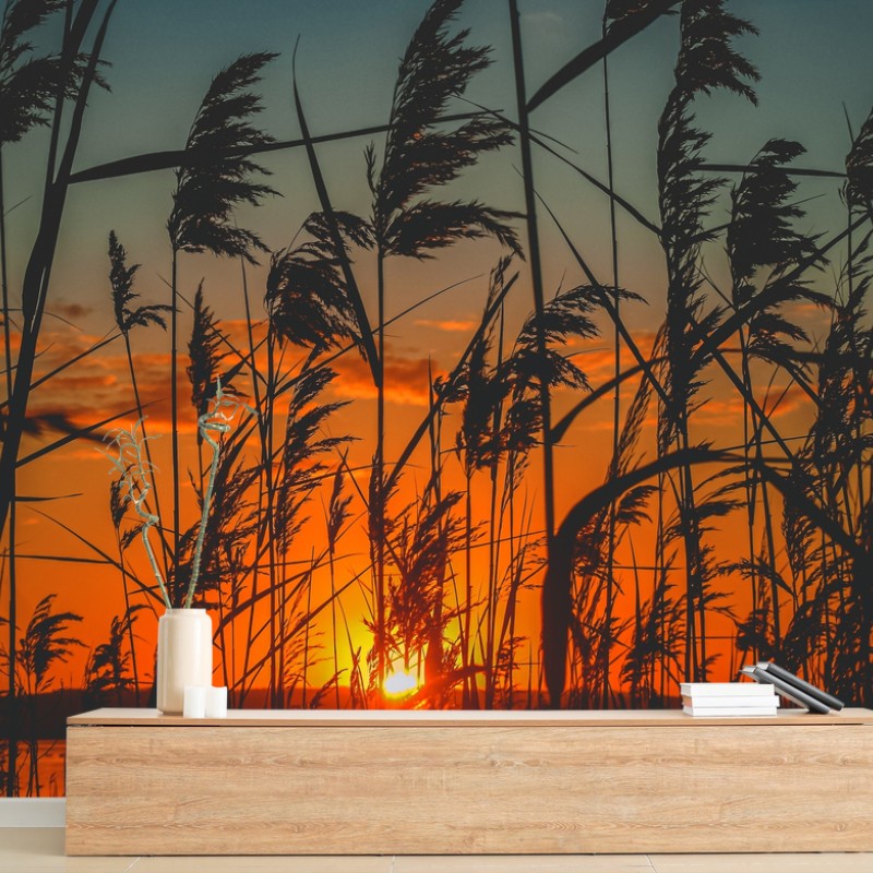 Carta da parati tramonto sulle rive: silhouette di canne al vento