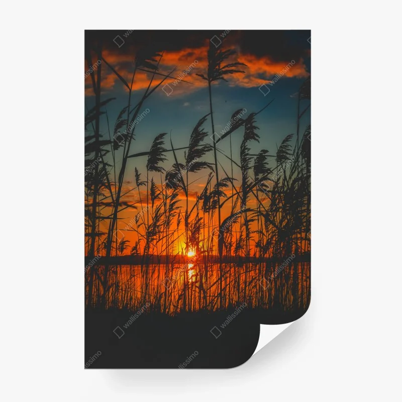 Carta da parati tramonto sulle rive: silhouette di canne al vento