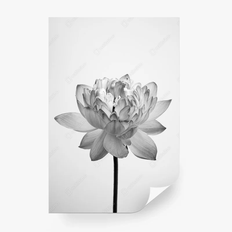 Carta da parati fioritura di loto in bianco e nero