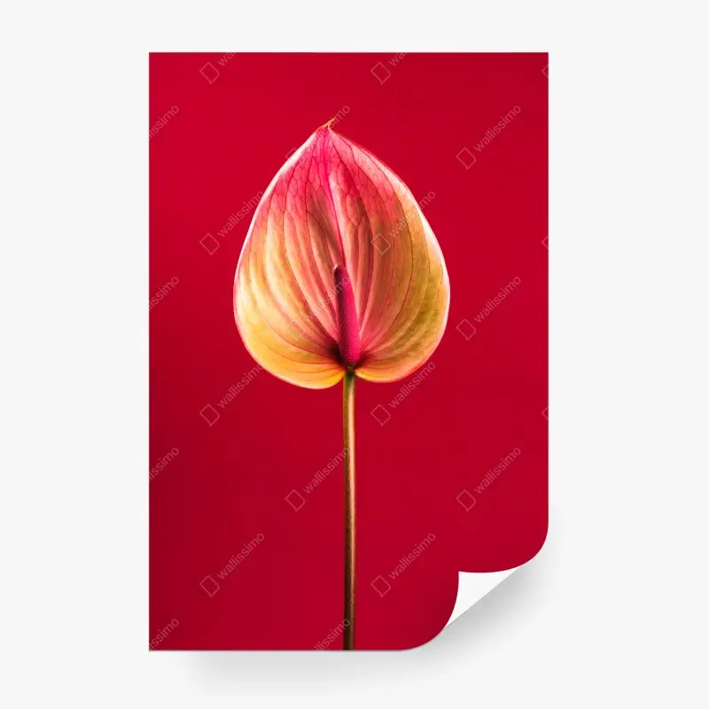 Carta da parati anturio su sfondo rosso in stile botanico minimalista