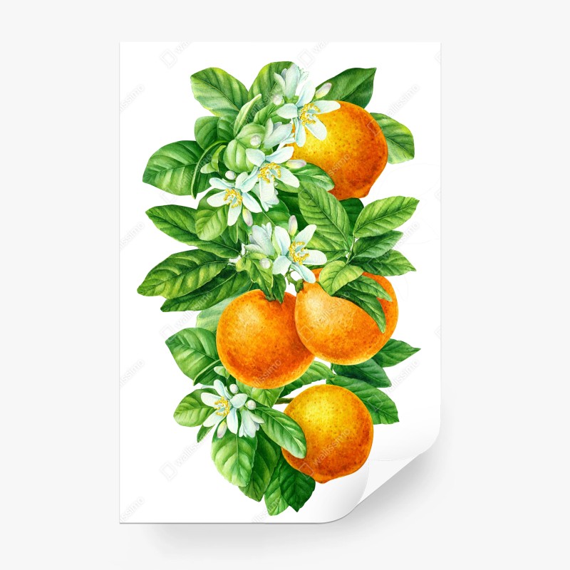 Carta da parati ramo di arance e fiori in acquerello