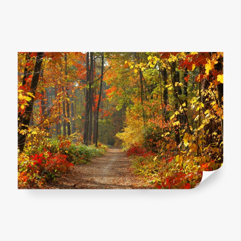 Carta da parati sentiero nel bosco d'autunno
