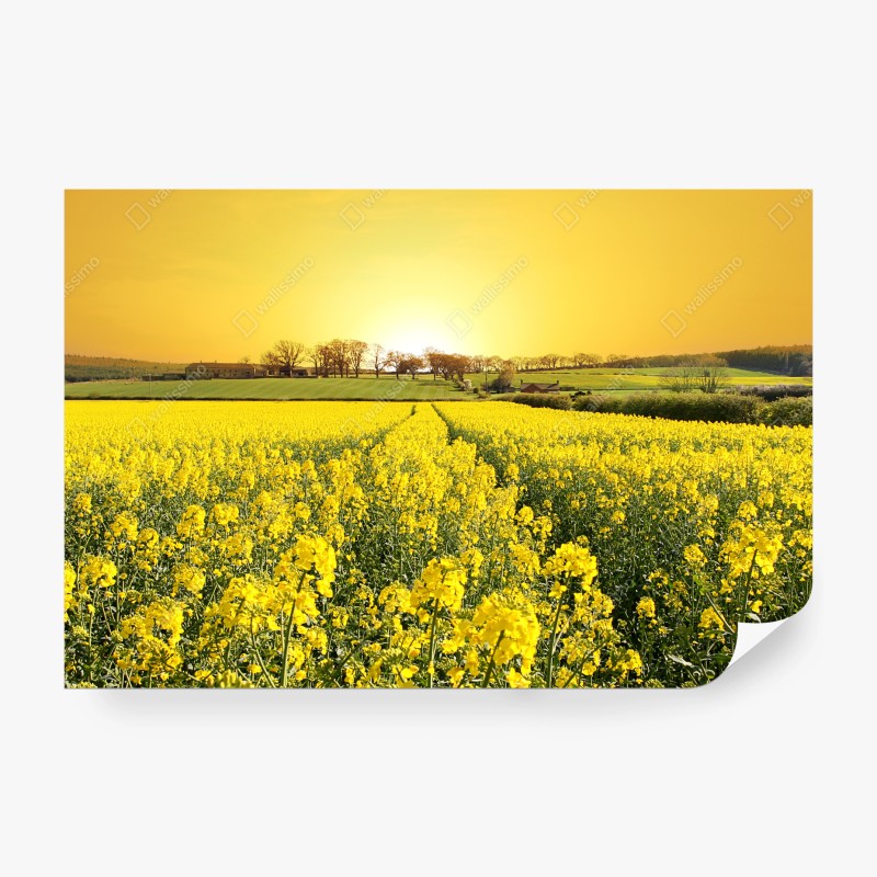 Carta da parati tramonto dorato sul campo di colza