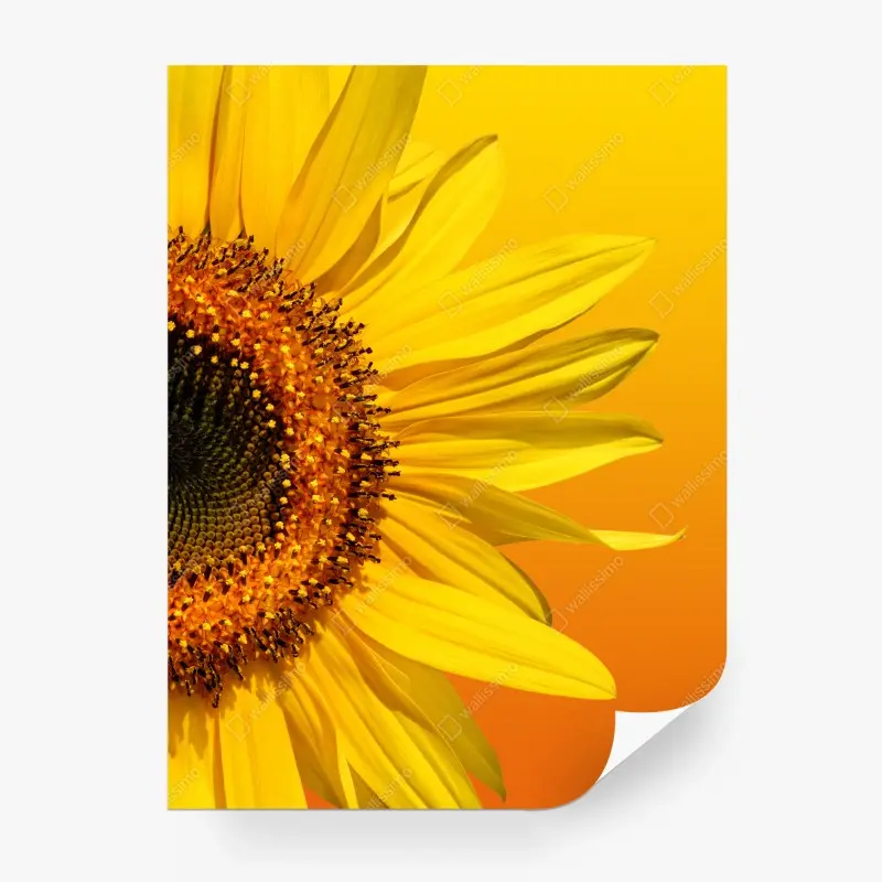 Carta da parati girasole luminoso su sfondo sfumato arancione