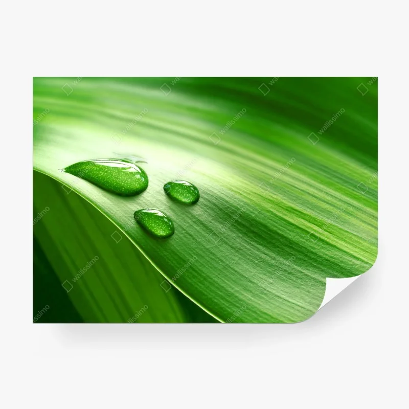 Carta da parati foglia verde con gocce d'acqua