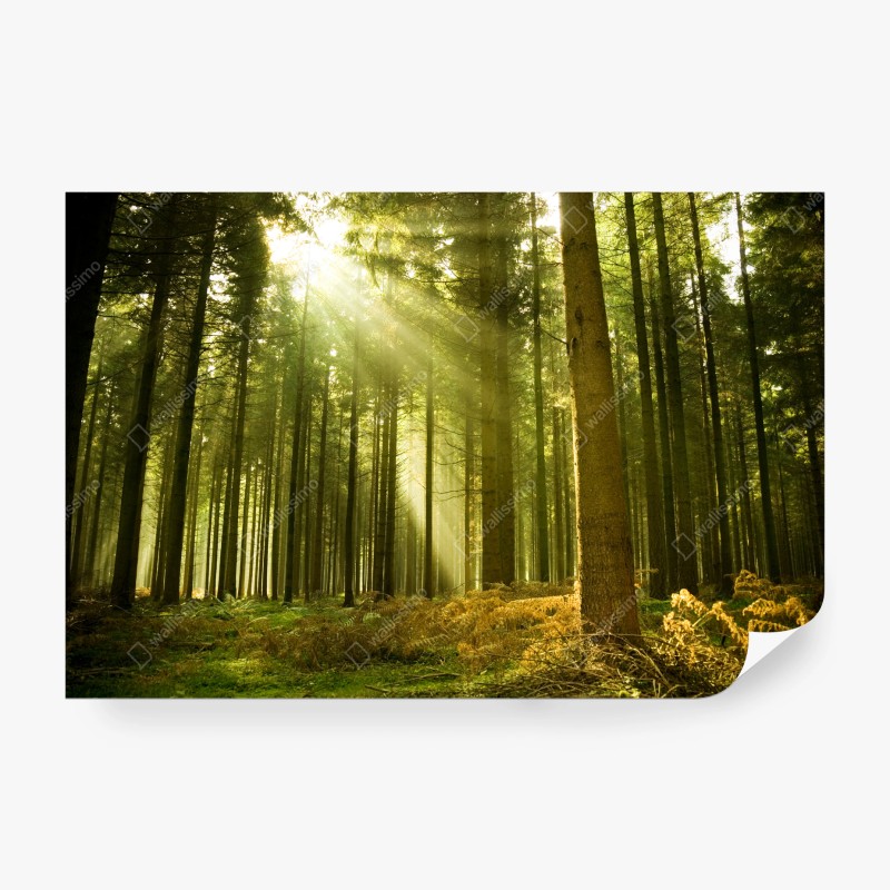 Carta da parati raggi di sole nella foresta