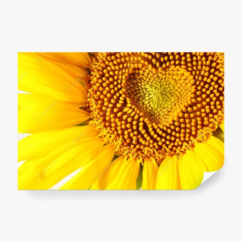 Carta da parati cuore di girasole, dettaglio solare