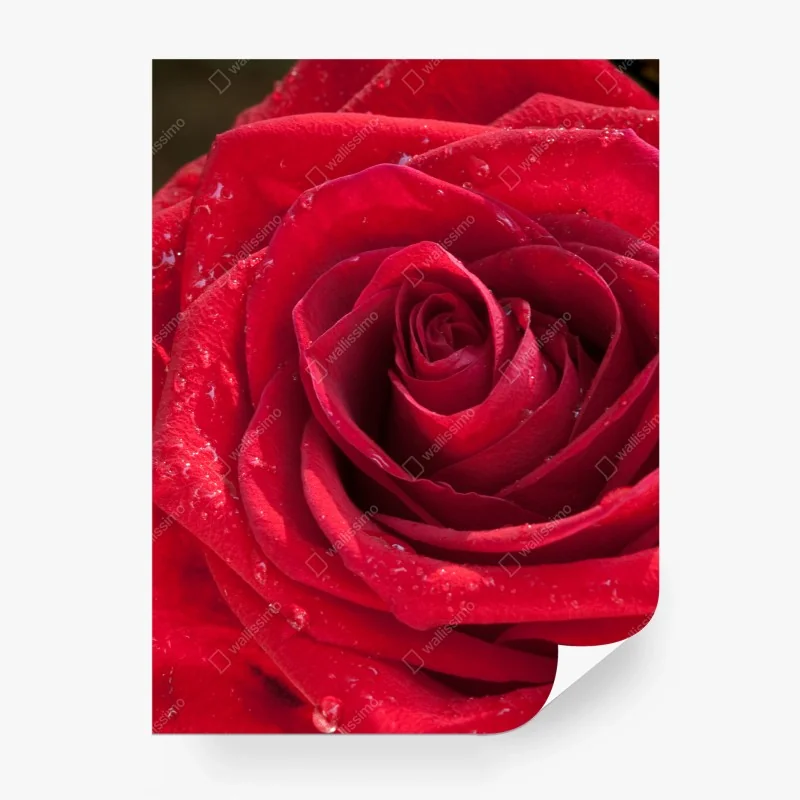 Carta da parati eleganza di una rosa rossa in primo piano