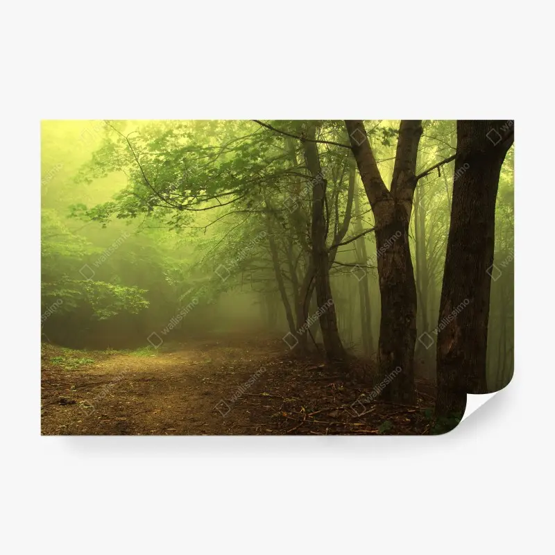 Carta da parati sentiero nella foresta nebbiosa