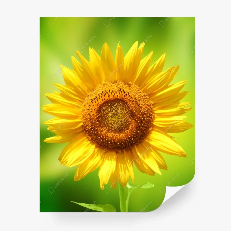 Carta da parati girasole luminoso su sfondo verde