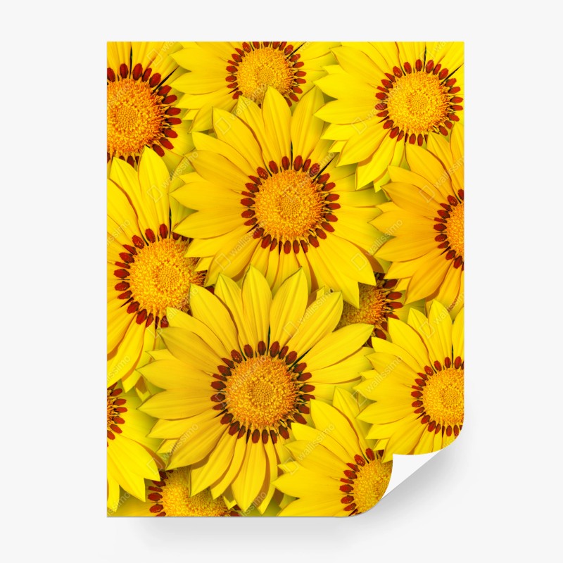Carta da parati esplosione di girasoli gialli