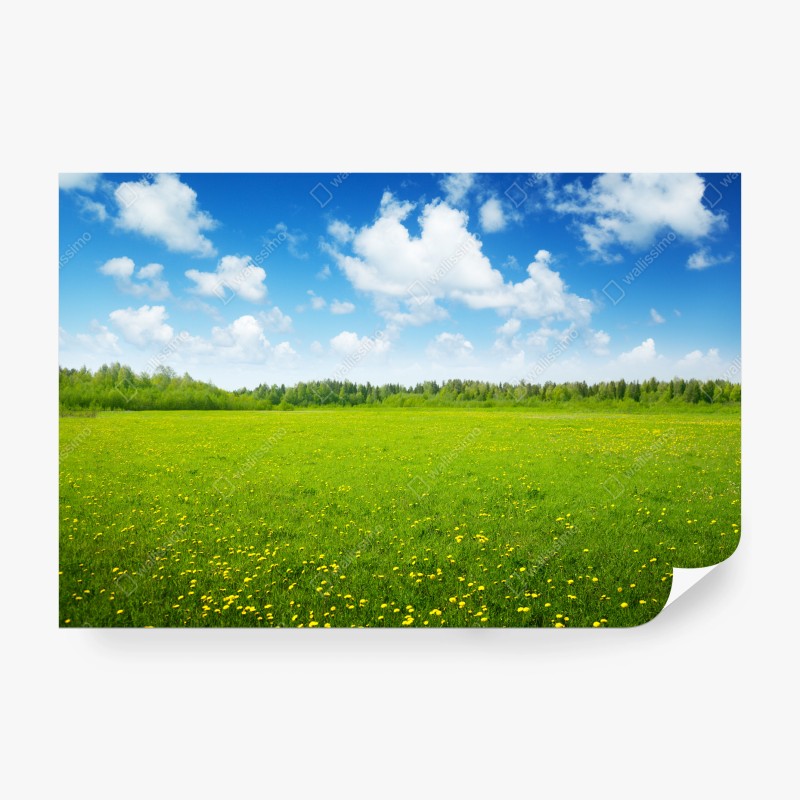 Carta da parati campo primaverile sotto il cielo azzurro
