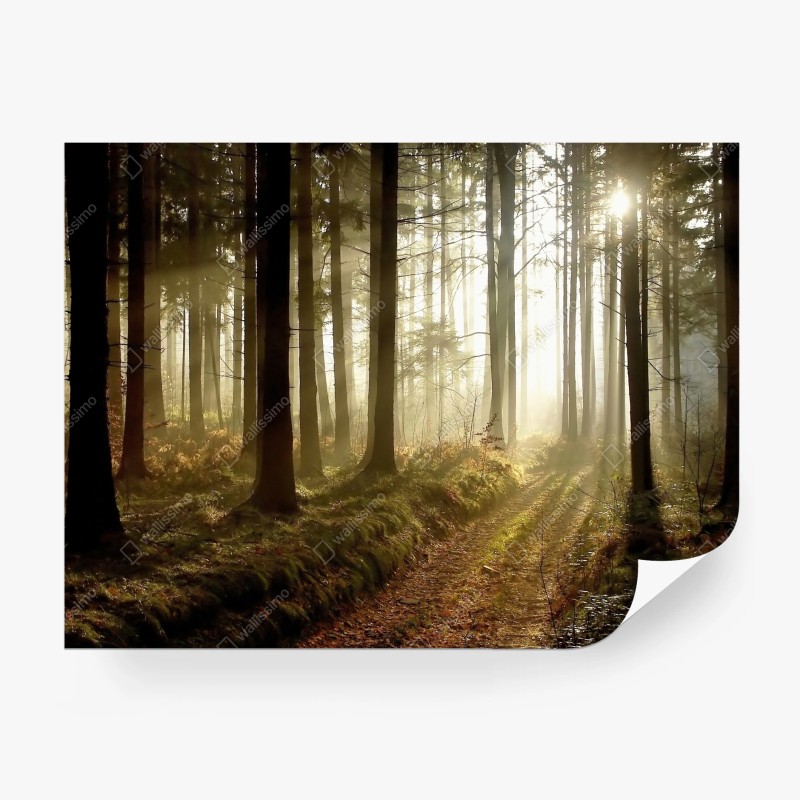Carta da parati sentiero dorato nella foresta al mattino