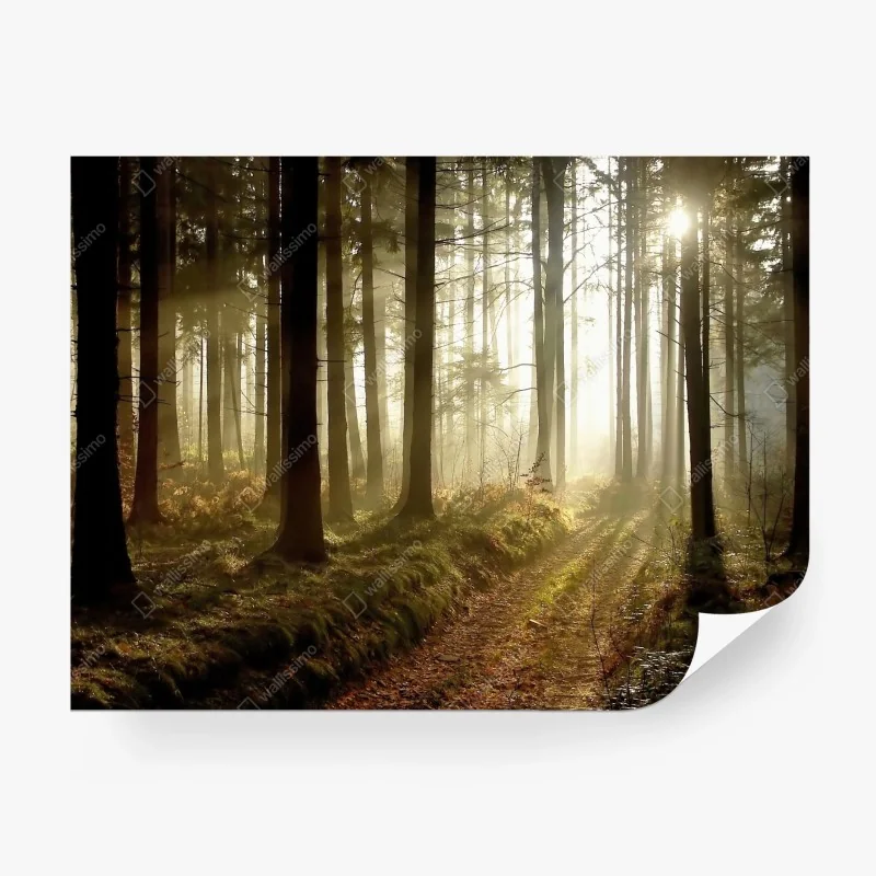 Carta da parati sentiero dorato nella foresta al mattino