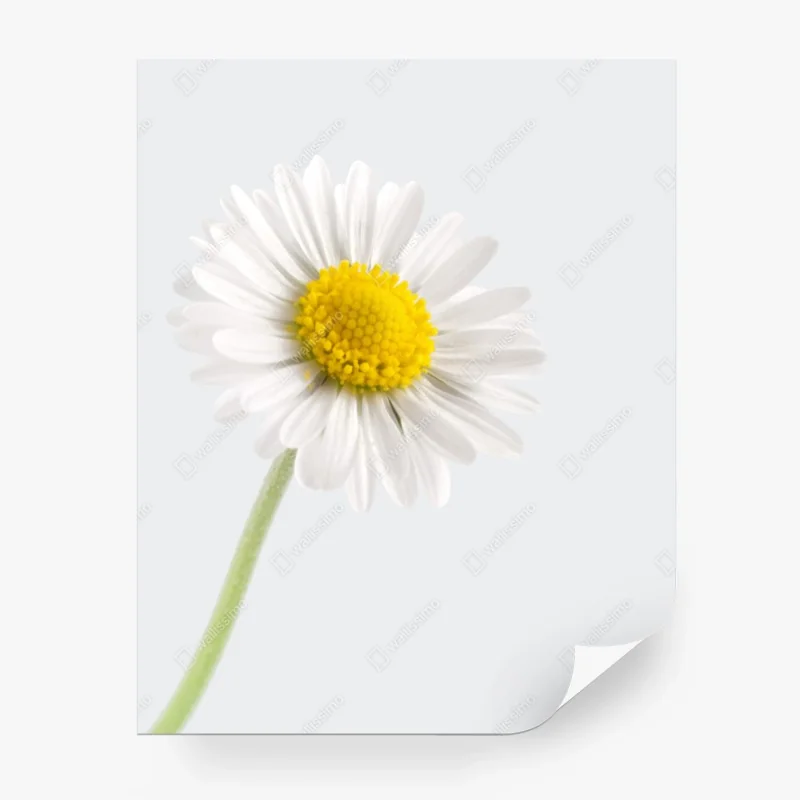 Carta da parati margherita minimalista su sfondo chiaro