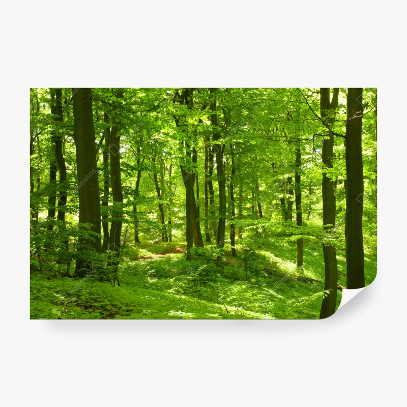 Carta da parati bosco verde luminoso