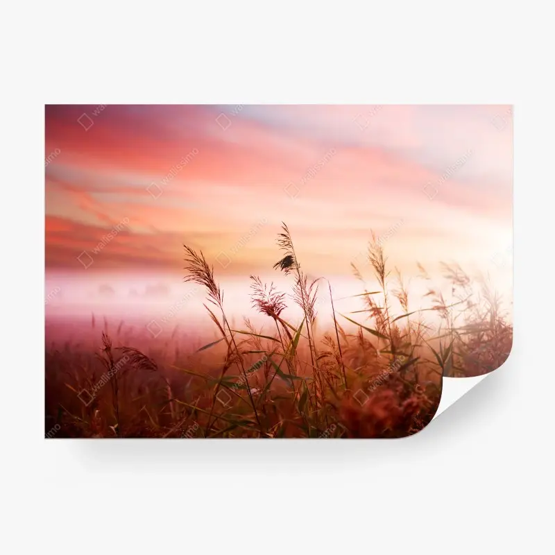 Carta da parati tramonto rosa tra le canne