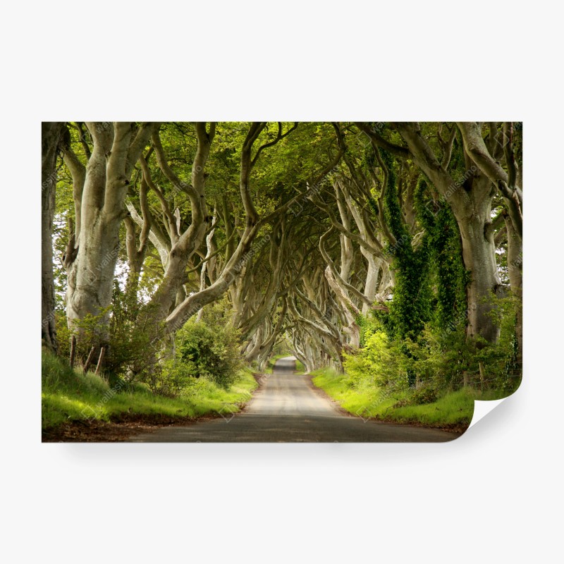 Carta da parati viale incantato di alberi intrecciati