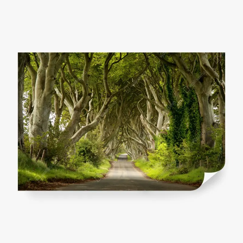 Carta da parati viale incantato di alberi intrecciati