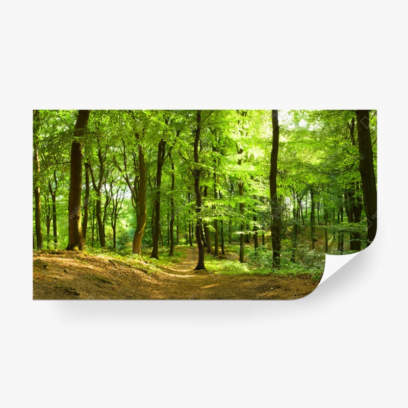 Carta da parati sentiero nel bosco verde