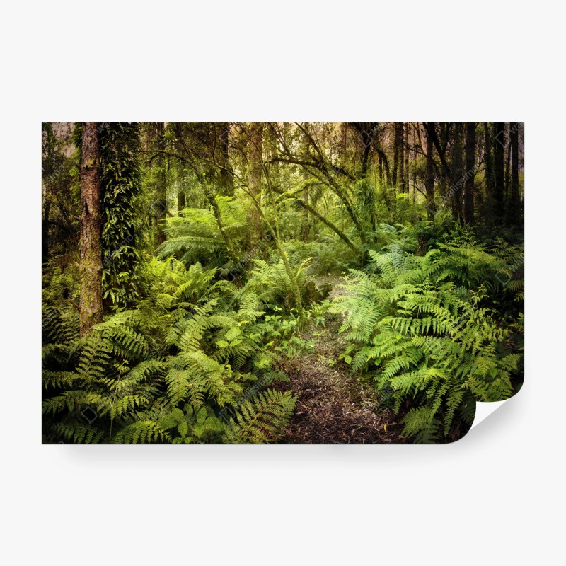 Carta da parati sentiero tra le felci nella foresta pluviale misteriosa